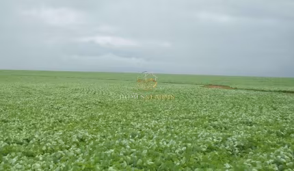 BELÍSSIMA FAZENDA EM SANTANA ARAGUAIA - PA