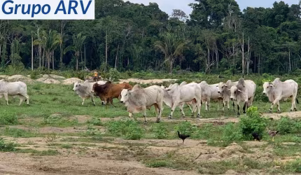 Fazenda com 1.800 Alqueires no Amazonas