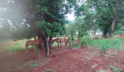 Área para Venda em Cascavel, Periolo