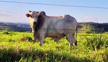 VENDO FAZENDA em GUARATINGA com 950 hectares