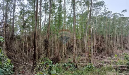 Terreno Sítio Mato Dentro