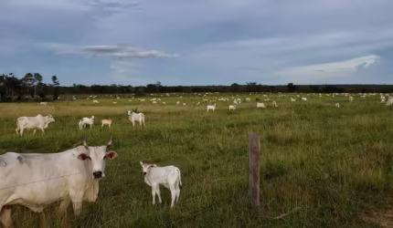 Ótima fazenda em Cristalina-Go próxima a Colinas-To.