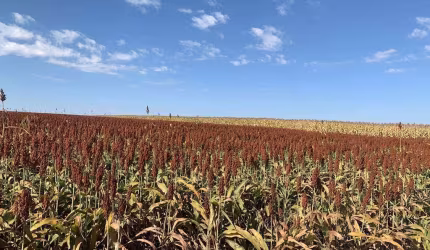 Fazenda Área Rural de Quirinópolis