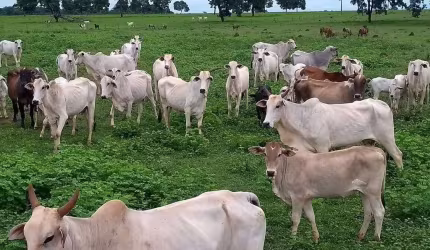 Fazenda à venda, Área rural de Quirinópolis - QUIRINOPOLIS/GO