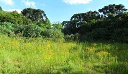 Terreno para Venda em Centro Araucária-PR