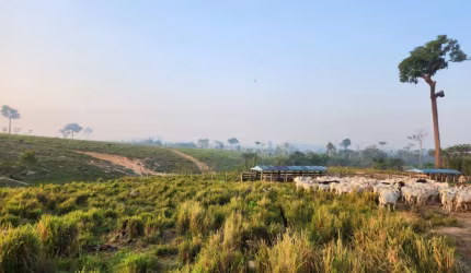 FAZENDA IMPERDÍVEL EM NOVO PROGRESSO/PA