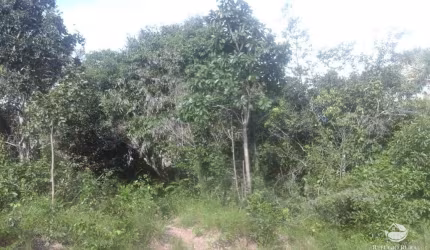 FAZENDA EXCELENTE EM LIZARDA/TO