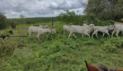 Fazenda para Venda em Natal, Potengi