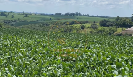 MARAVILHOSA FAZENDA COM TOPOGRAFIA MUITO BOA, PLANTAÇÃO DE SOJA E FACILIDADE NO PAGAMENTO!