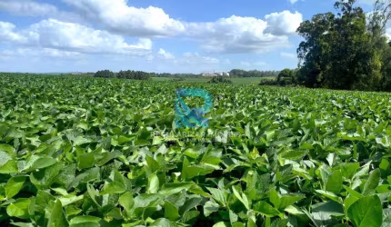 Fazenda com 150 hectares, otima produtividade!