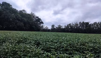 Área Rural de 5 Alqueires - Colonia Dona Luiza