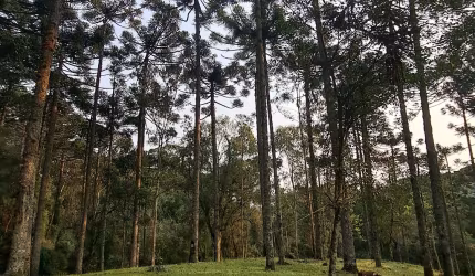 Na  porta de CANELA RS