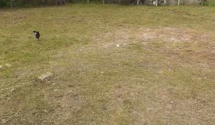 Terreno para venda possui 625 metros no Jardim das Acácias