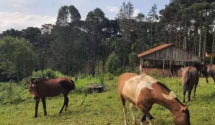 Sítio / Chácara para Venda no bairro ZONA RURAL em QUATRO BARRAS, 3 quartos, 5 vagas, Semi-Mobiliado, 16200 m² de área total, 16200 m² privativos,