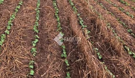 Fazenda à venda na Rural, 200, Área Rural de Itapetininga, Itapetininga, 992200 m2 por R$ 6.560.000