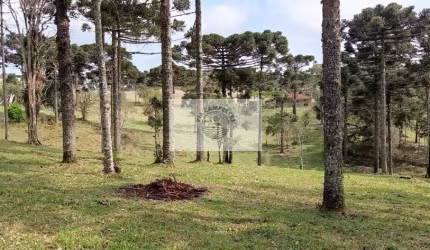 Sítio com 20.000 m2, parcialmente limpo, com nascente, 7 km do centro de Campo Alegre