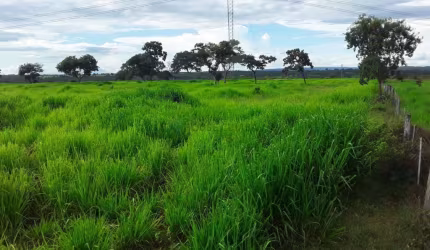 FAZENDA  A VENDA BARRA DO BUGRES - MT  DUPLA  APTIDAO