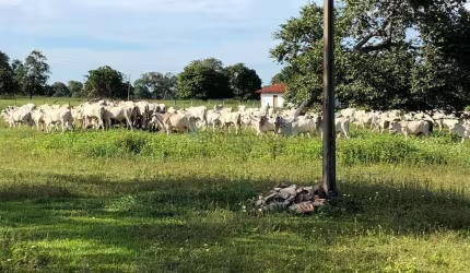 fazenda na região de Aruanã no estado de Goiás