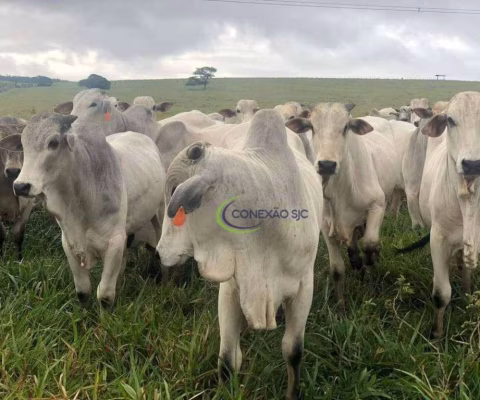 Fazenda com 3 dormitórios à venda, 60000000 m² por R$ 150.000.000,00 - Centro - Santa Inês/MA