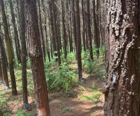SÍTIO COM PINUS A VENDA NA REGIÃO DE CAPÃO BONITO-SP ??   Área Total de 8 Alqueires  5 Alqueires em Pinus   Restante App e Reserva   19 Mil Árvores de Pinus   Idade de 13 a 14 anos  Resinando (70 tamb