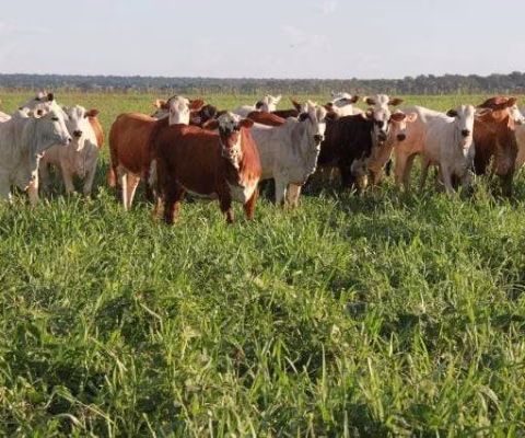 Alto Araguaia, 3.150 hectares ou 1.301 alqueires, Pra Plantio de PINUS, Dupla Aptidão, Poço Artesia