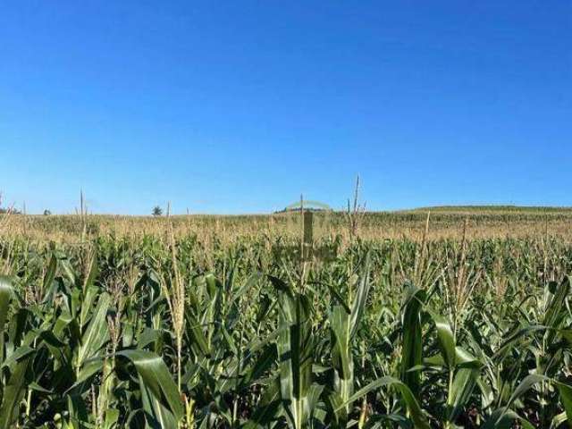 Sítio à venda em Bela Vista do Paraíso no Paraná. Com 29 alqueires sendo 24 alqueires de plantio, 2 alqueires de pasto, contendo lagoa e mangueira. To