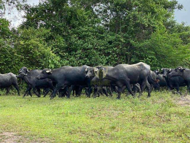 Fazenda à venda em Nova Laranjeiras no Paraná. Com 450 alqueires sendo 320 alqueires em pasto.  R$ 70.000,00 o alqueire entrada + 3 pagamentos.