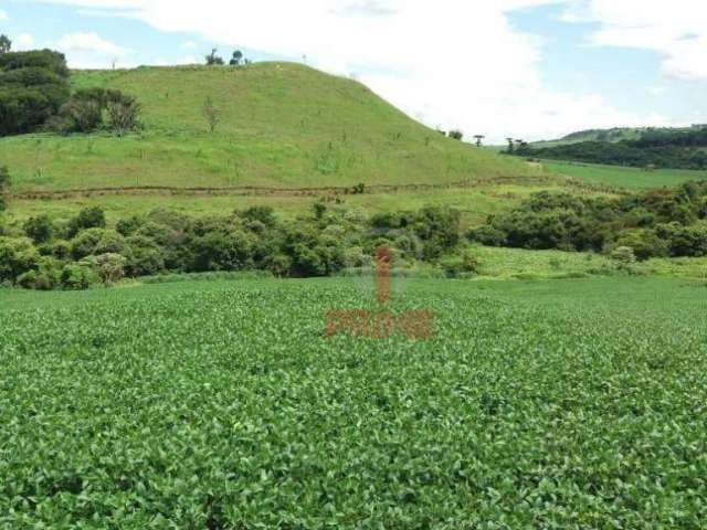 Fazenda à venda em Apucarana no Paraná. Com 116,5 alqueires paulista sendo 65 alqueires em soja, 46,5 alqueires de pasto colonial, 5 alqueires de rese