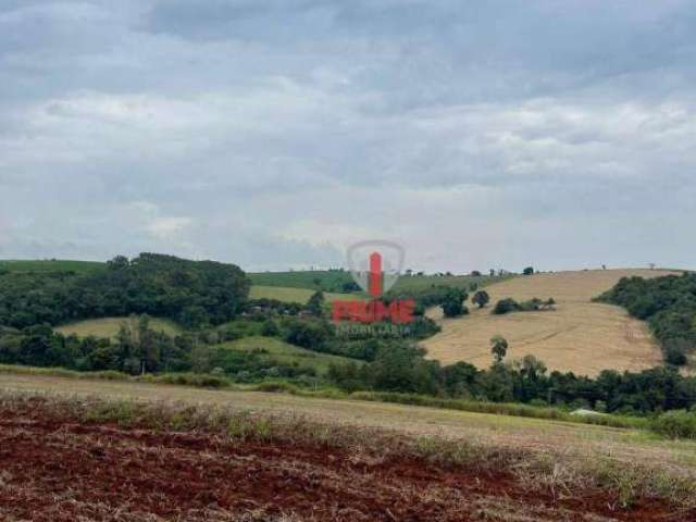 Sítio à venda no distrito de São Luiz em Londrina. Com 25 alqueires, plantando 15 alqueires, topografia plaina, rico em água, cabeceira da pista, terr