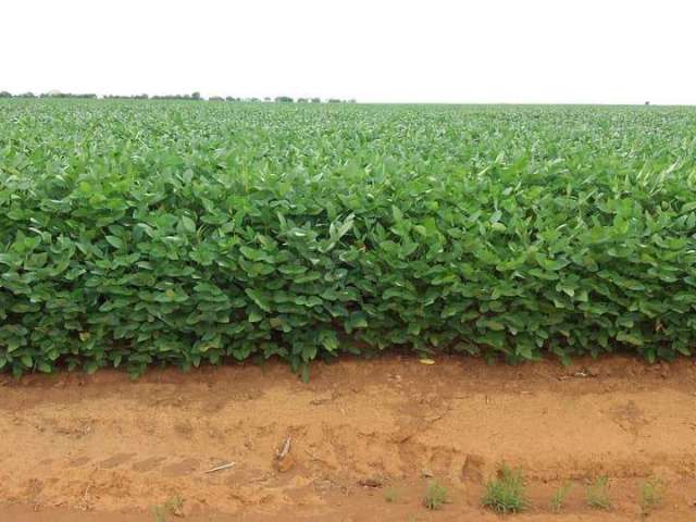 Fazenda para Venda em Paraíso do Tocantins, ÁREA RURAL