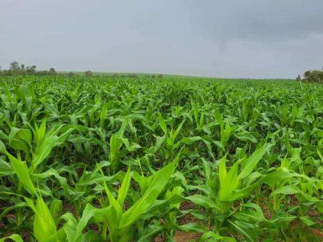 Fazenda para Venda em Santa Maria do Tocantins, ÁREA RURAL