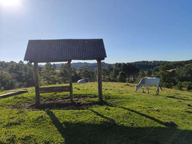 Terreno para Venda em São Bento do Sul, Serra Alta