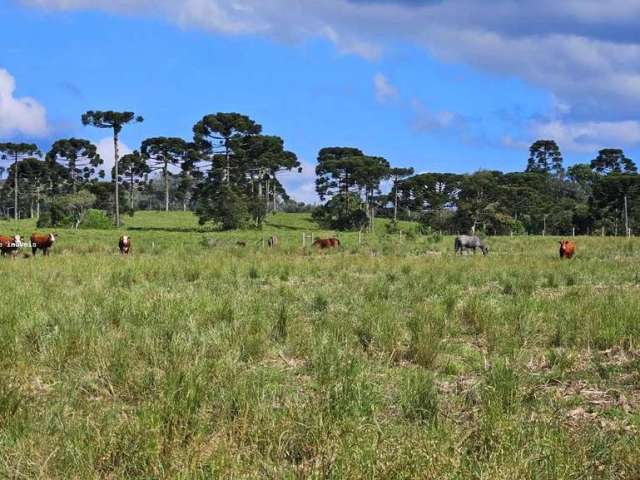 Fazenda para Venda em São Bento do Sul, Rio Vermelho Povoado