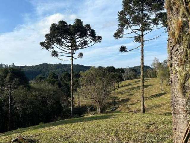 Terreno para Venda em São Bento do Sul, Rio Vermelho Povoado