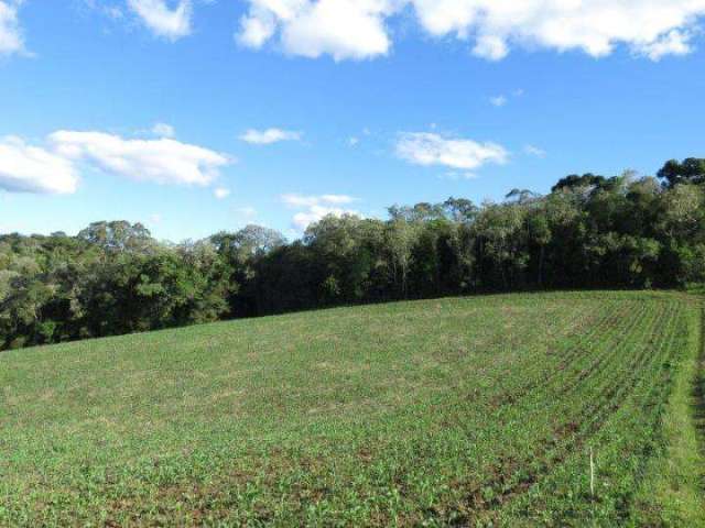 Terreno para Venda em São Bento do Sul, Centenário