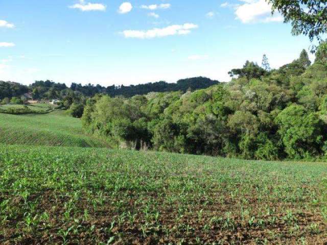 Terreno para Venda em São Bento do Sul, Centenário