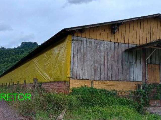 Chácara / sítio à venda na Rodovia Transitrus, 1001, Linha Pinheiro Machado, Brochier, 900 m2 por R$ 750.000