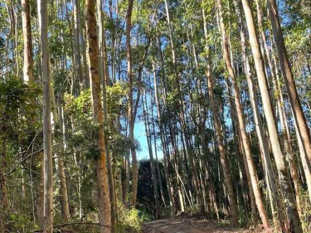 ÁREA COM POTENCIAL PARA SÍTIO, Linha Ávila Alta, Gramado - RS