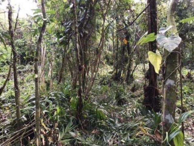 Terreno para Venda em Itanhaém, São Fernando