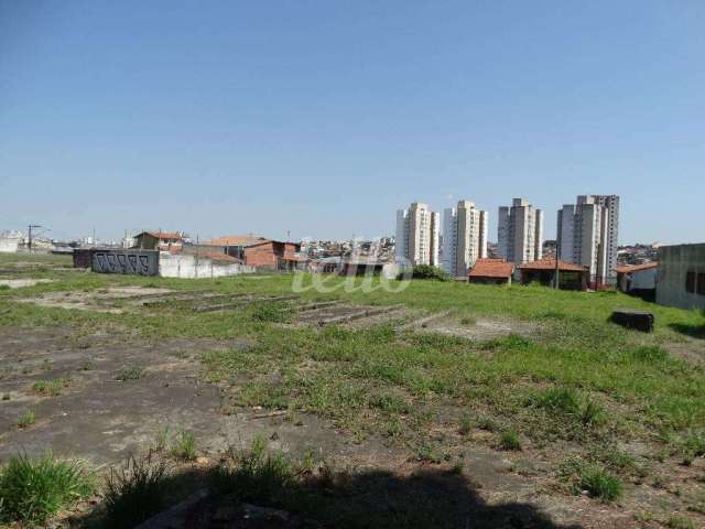 Terreno comercial para alugar na Rua Januário Cicco, --, São Lucas, São Paulo, 5000 m2 por R$ 40.000