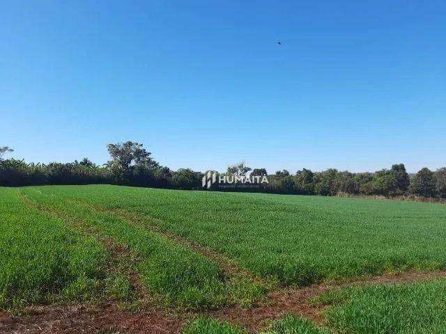 Chácara à venda, 10.000 m² por R$ 890.000 - Fazenda Nata - Londrina/PR