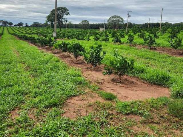 Fazenda de laranja a venda na região de são josé do rio preto/sp, com 50,4 alqueires, sendo 46 alqueires em laranja, com benfeitorias