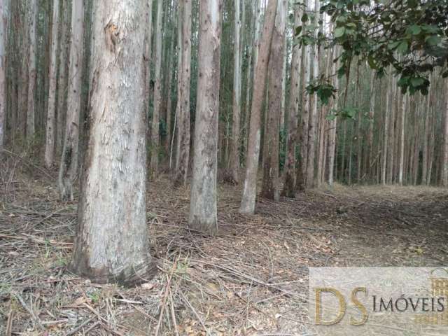 Fazenda com eucalipto a venda no estado de são paulo, com área total de 216 alqueires, 130 alqueires em eucalipto e ótima logística