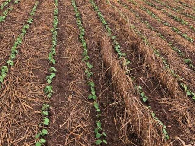 Fazenda a venda na região de itapetininga/sp. com 41 alqueires, topografia ondulada, terra mista a vermelha e córrego nos fundos. boa logística.