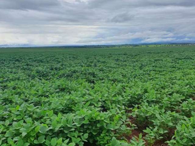 Fazenda para venda na região de Itaja-GO com 798 hectares na soja, área ideal para lavoura, colhe safrinha, altitude 780 m