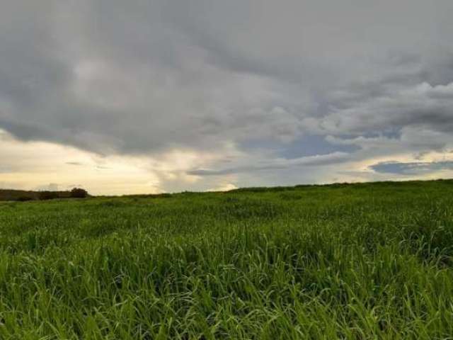 Fazenda dupla aptidão para venda na região de Bertolinia-PI com 2.450 hectares, montada na pecuária, benfeitorias, porteira fechada