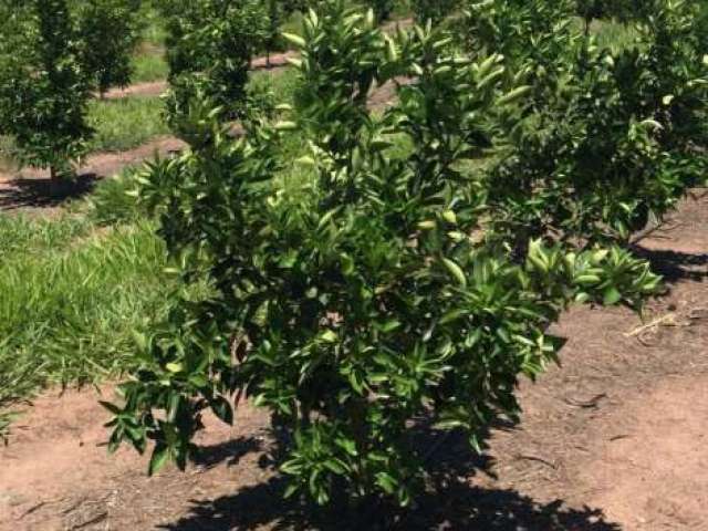 Fazenda Citrus para venda na região de Brotas-SP com 92 alqueires, benfeitorias, rica em agua, rio na divisa