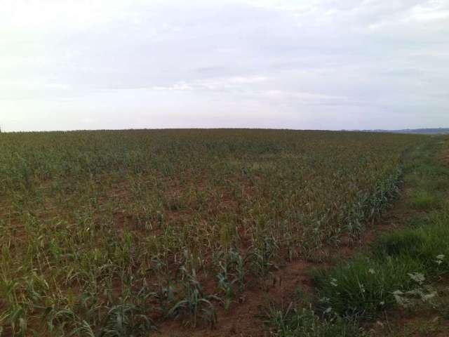 Fazenda dupla aptidao para venda na região de Tupa-SP com 40 alqueires, próxima da cidade, sem benfeitorias, planta 20 alqueires