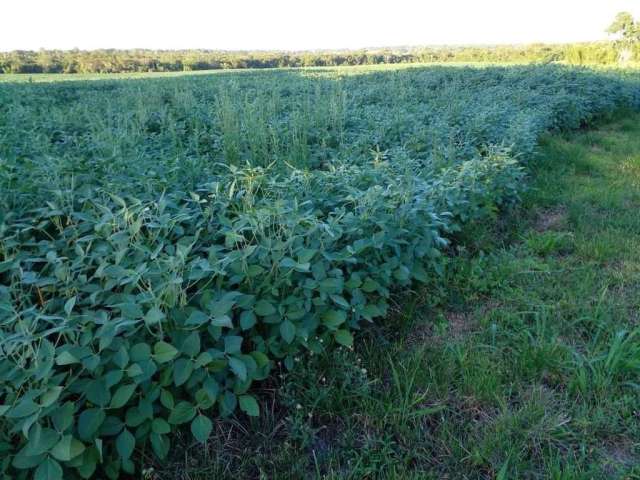 Fazenda para venda na região de Jardim -MS com 163 alqueires na lavoura de soja e milho, beira do asfalto, rica em agua, roda pivô