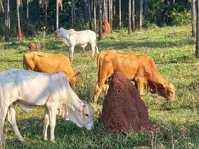 Fazenda para venda na região de Inocencia-MS com 103 alqueires, na pecuária